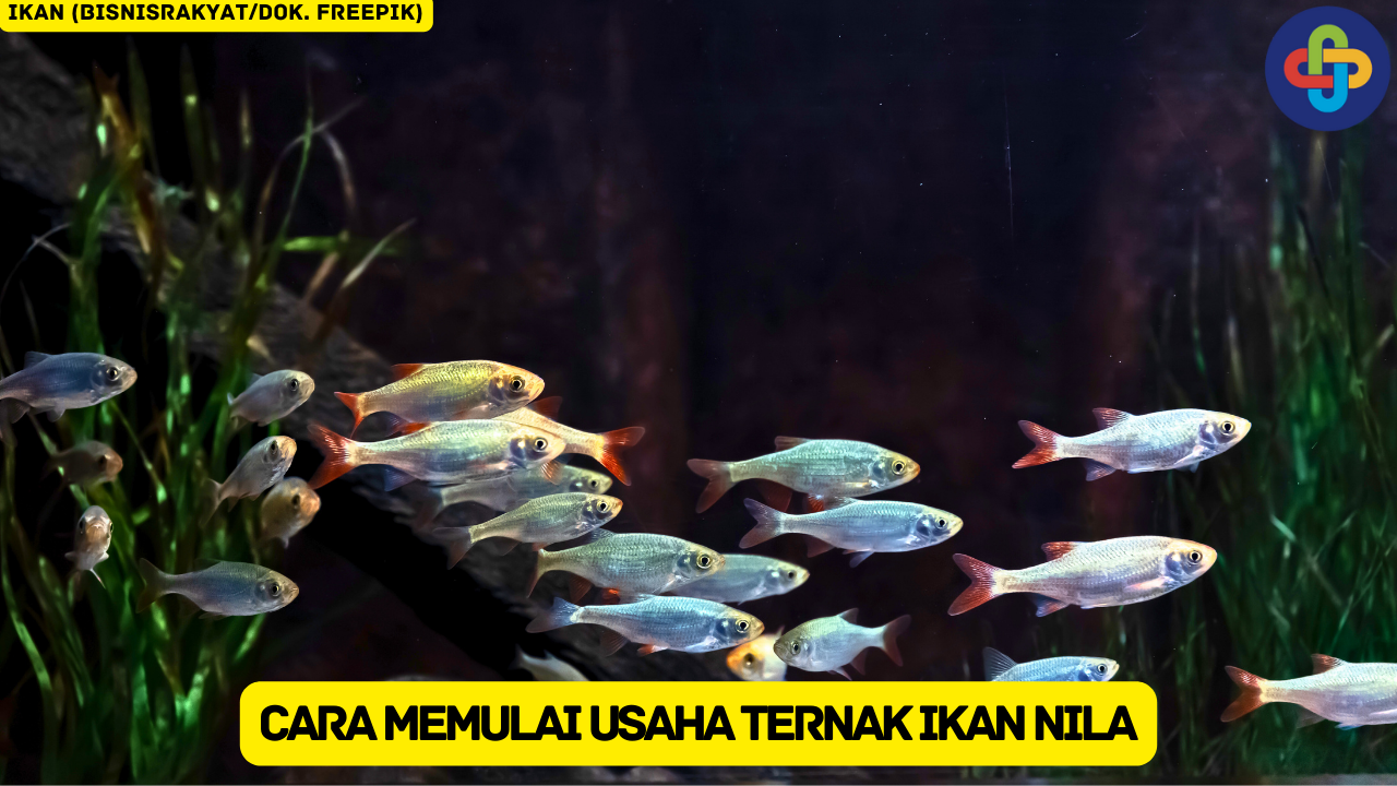 9 Cara Memulai Usaha Ternak Ikan Nila, Ketahui Sebelum Memulai