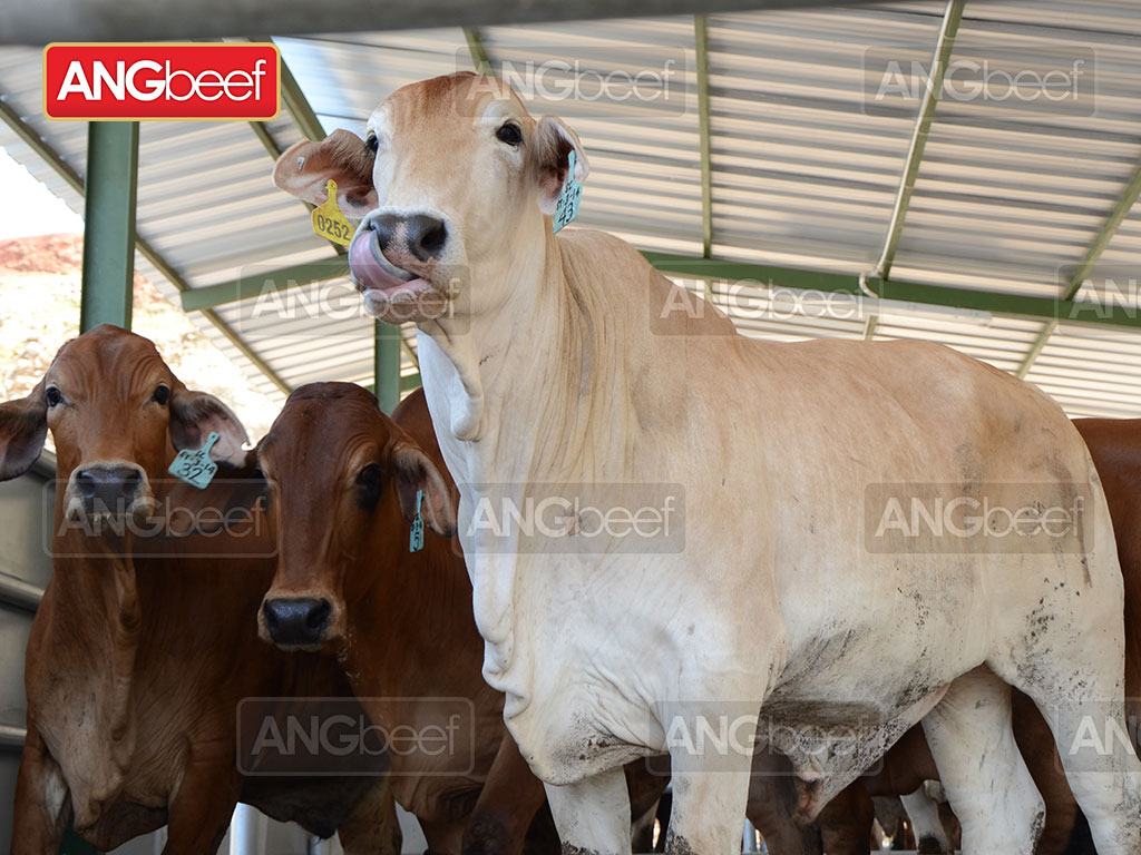 Tingkat Stress Sapi Akan Mempengaruhi Kualitas Daging